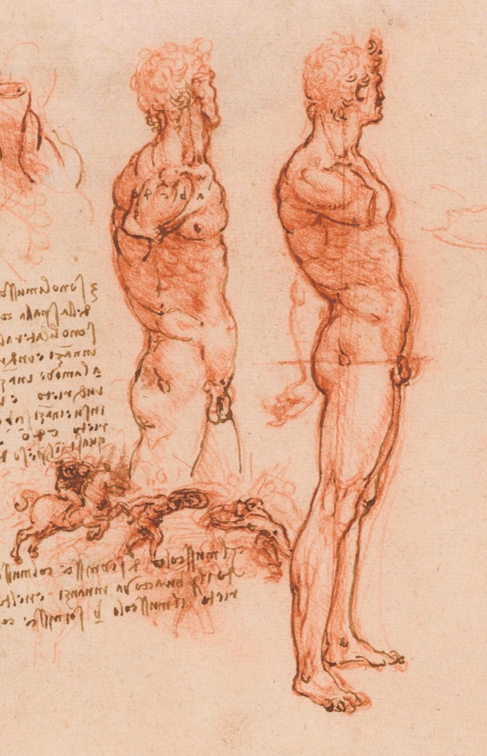 Leonardo — Anatomical studies