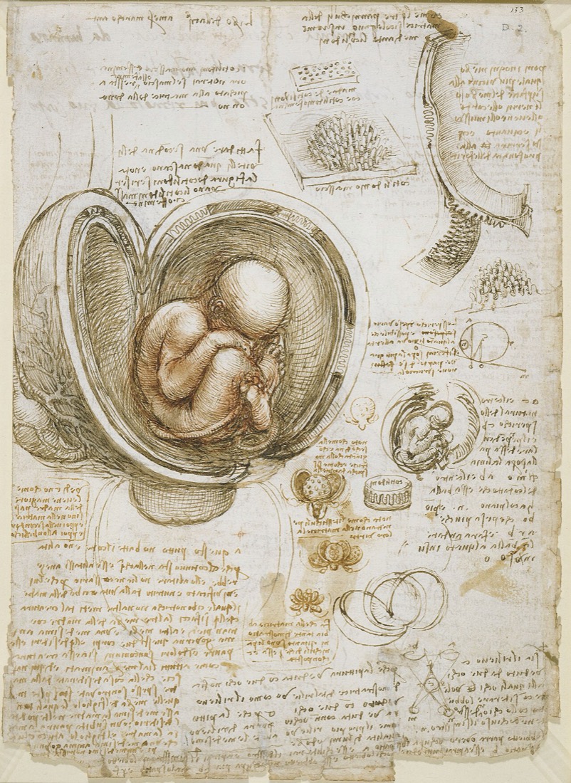 Leonardo — The foetus in the womb
