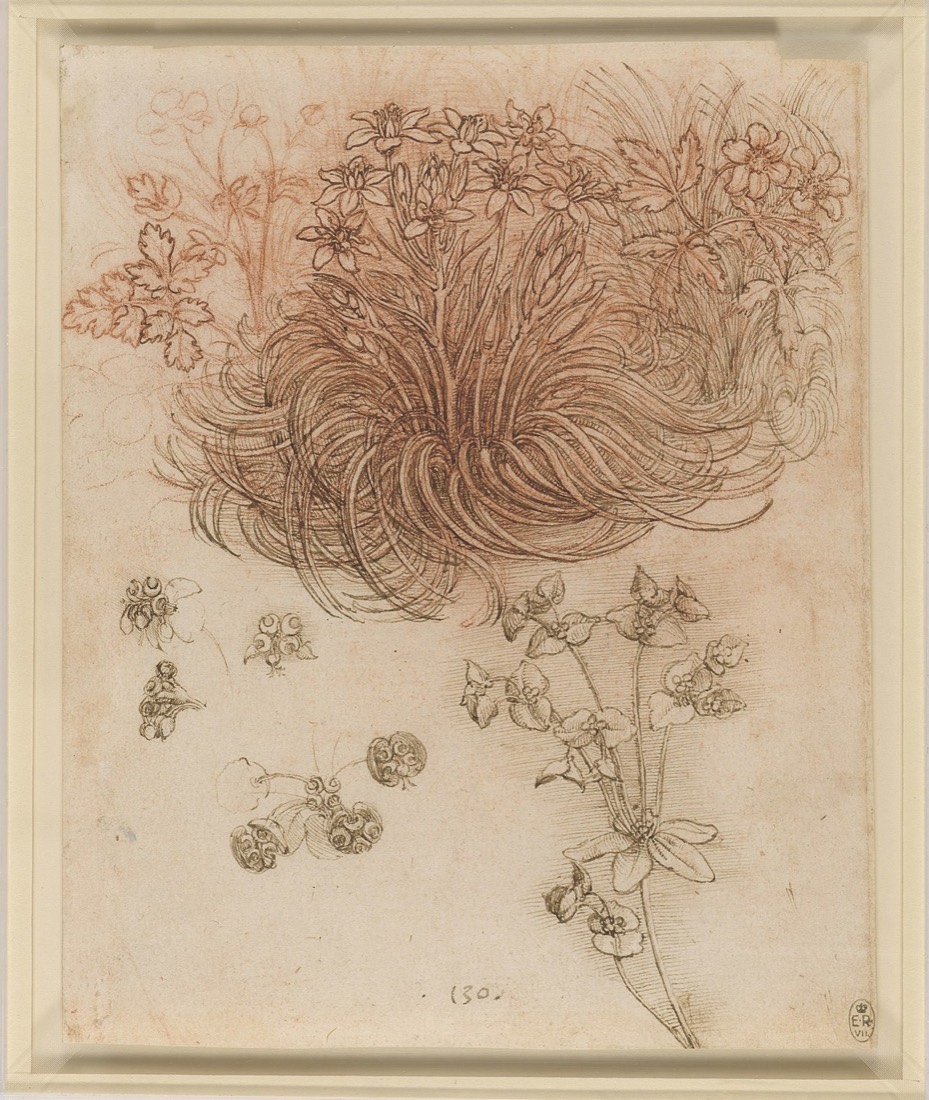 Leonardo — Botanical studies